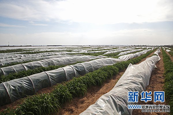 宁夏红寺堡决找BT传奇私服战决胜脱贫攻坚扫描