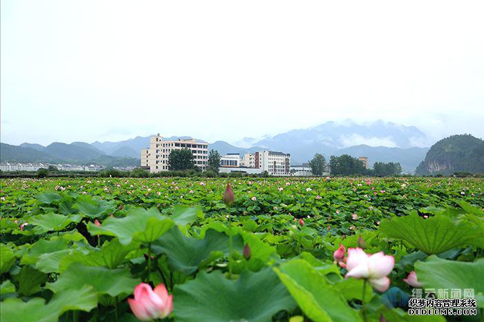 �ɷ������ҵ�ְҵ����˽��