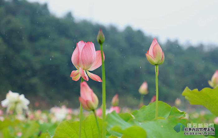 �ɷ������ҵ�ְҵ����˽��