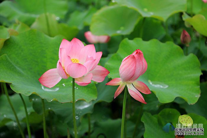 �ɷ������ҵ�ְҵ����˽��