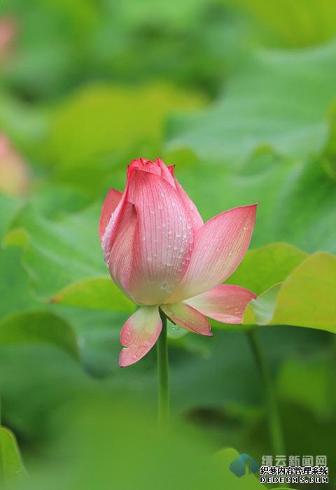 �ɷ������ҵ�ְҵ����˽��