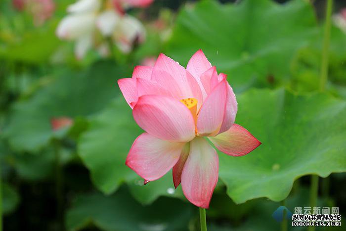 �ɷ������ҵ�ְҵ����˽��