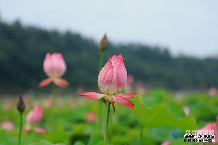 �ɷ������ҵ�ְҵ����˽��