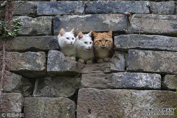 找单职业传奇私服剧情介绍(1 - 56全集)