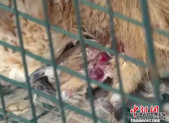 长耳伤势较重。 长耳伤势较重。