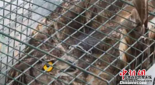 受伤的长耳。 受伤的长耳。