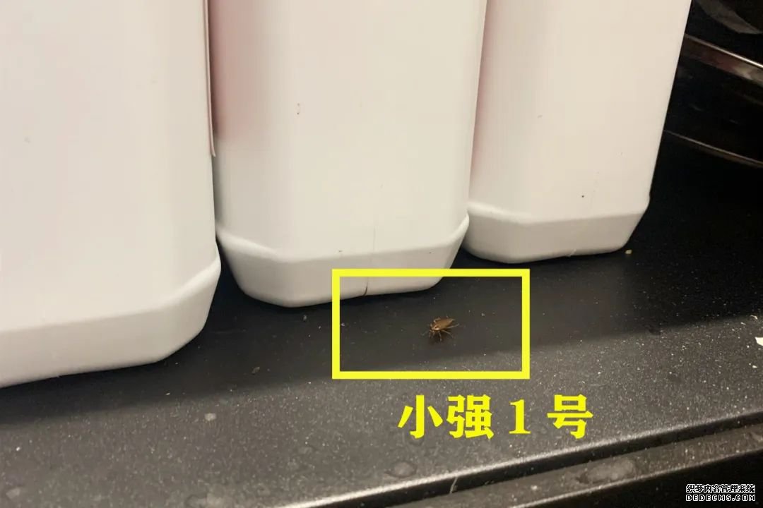 奶茶又出事!多家奶找单机传奇茶店被查出腐烂、霉变水果.....